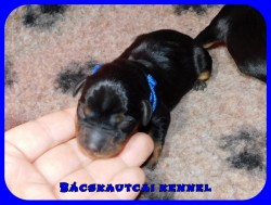 trpe pinscher K-alom
