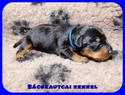 trpe pinscher K-alom