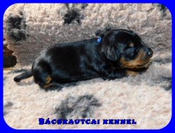 trpe pinscher K-alom