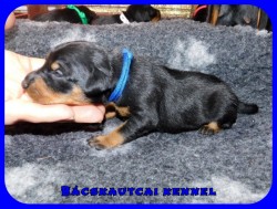trpe pinscher K-alom
