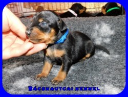 trpe pinscher K-alom