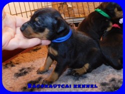 Bcskautcai Kicsi Honey