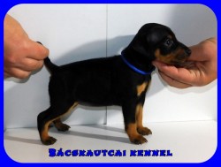 Bcskautcai Kicsi Honey