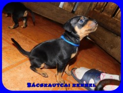 Bcskautcai Kicsi Honey