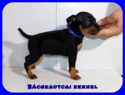 Bcskautcai Kicsi Honey