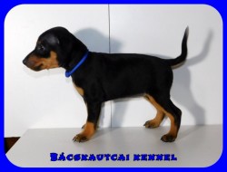 Bcskautcai Kicsi Honey