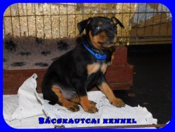 Bcskautcai Kicsi Honey