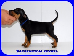 Bcskautcai Kicsi Honey