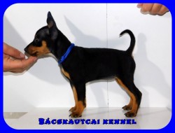 Bcskautcai Kicsi Honey