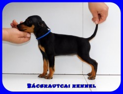 Bcskautcai Kicsi Honey