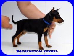Bcskautcai Kicsi Honey