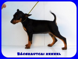 Bcskautcai Kicsi Honey