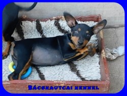 Bcskautcai Kicsi Honey