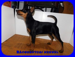 Bcskautcai Kicsi Honey