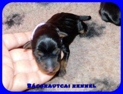 trpe pinscher K-alom