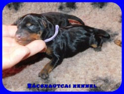trpe pinscher K-alom