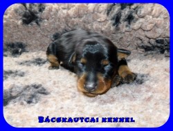 trpe pinscher K-alom