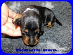 trpe pinscher K-alom
