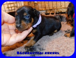 Bcskautcai Kyra
