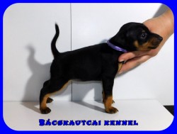 Bcskautcai Kyra