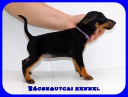 Bcskautcai Kyra