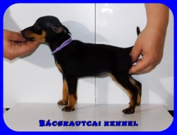 Bcskautcai Kyra