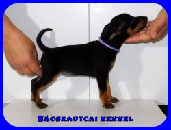 Bcskautcai Kyra