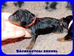 trpe pinscher K-alom