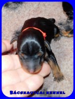 trpe pinscher K-alom