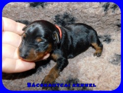 trpe pinscher K-alom