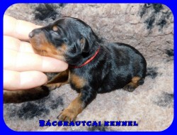 trpe pinscher K-alom