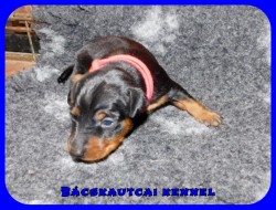 trpe pinscher K-alom