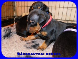 Bcskautcai Kora Chloe