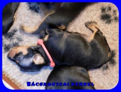 Bcskautcai Kora Chloe