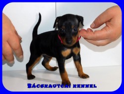 Bcskautcai Kora Chloe