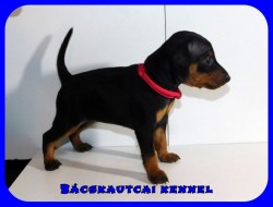 Bcskautcai Kora Chloe
