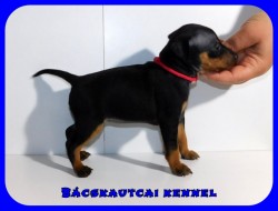 Bcskautcai Kora Chloe