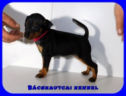 Bcskautcai Kora Chloe