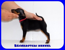 Bcskautcai Kora Chloe