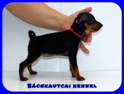 Bcskautcai Kora Chloe