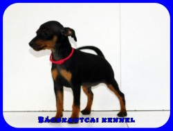 Bcskautcai Kora Chloe