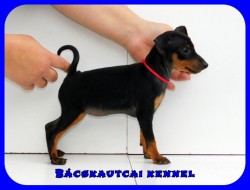 Bcskautcai Kora Chloe