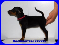Bcskautcai Kora Chloe