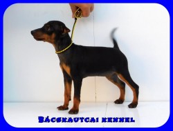 Bcskautcai Kora Chloe