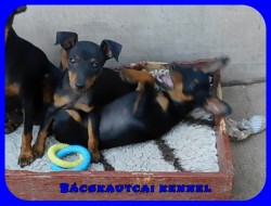Bcskautcai Kora Chloe