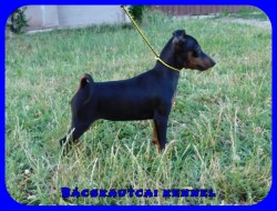 Bcskautcai Kora Chloe