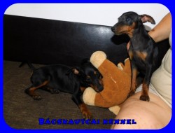 Bcskautcai Kora Chloe