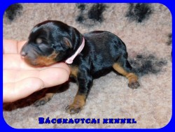 trpe pinscher K-alom