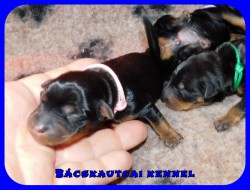 trpe pinscher K-alom