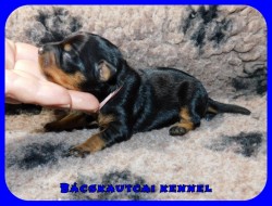 trpe pinscher K-alom